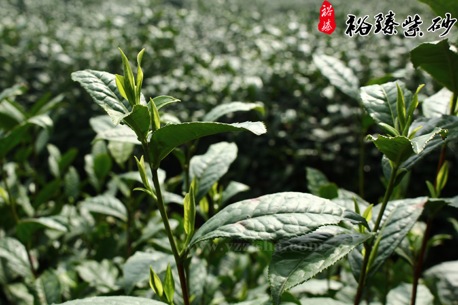中国十大名茶祁门红茶生态茶园