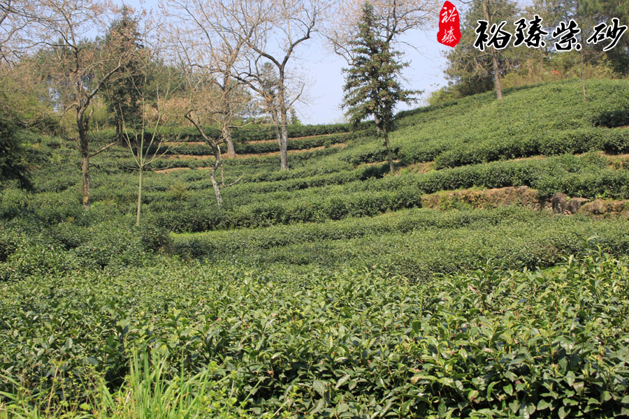 原生态祁门红茶茶园实图