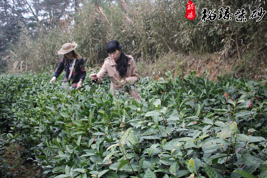 自己管理自己采摘自己销售